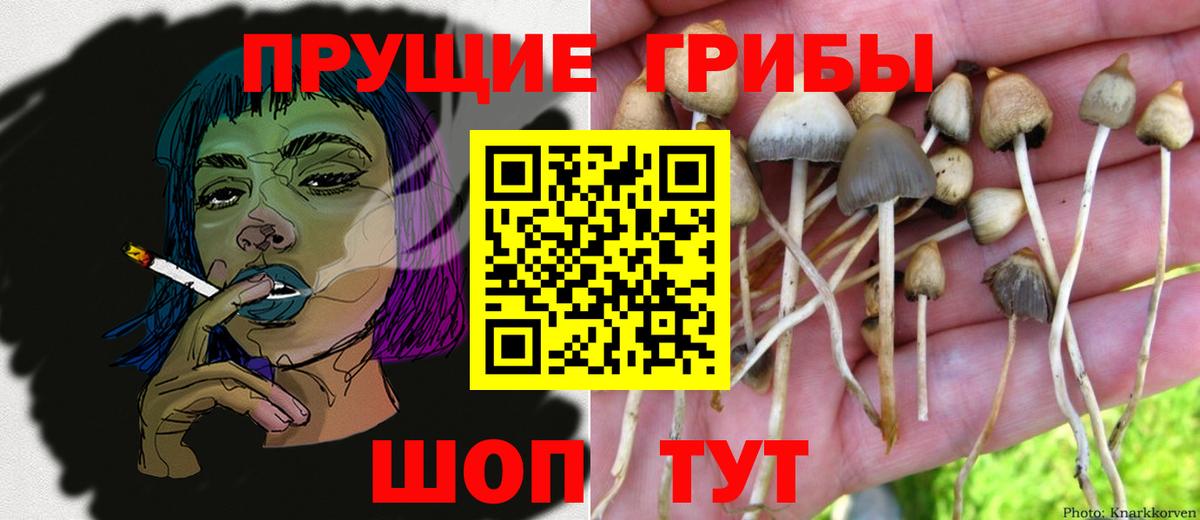 Псилоцибиновые грибы прущие грибы Тула